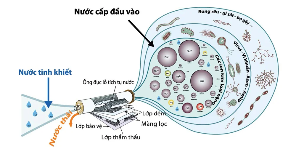 tham-thau-nguoc-la-gi-1