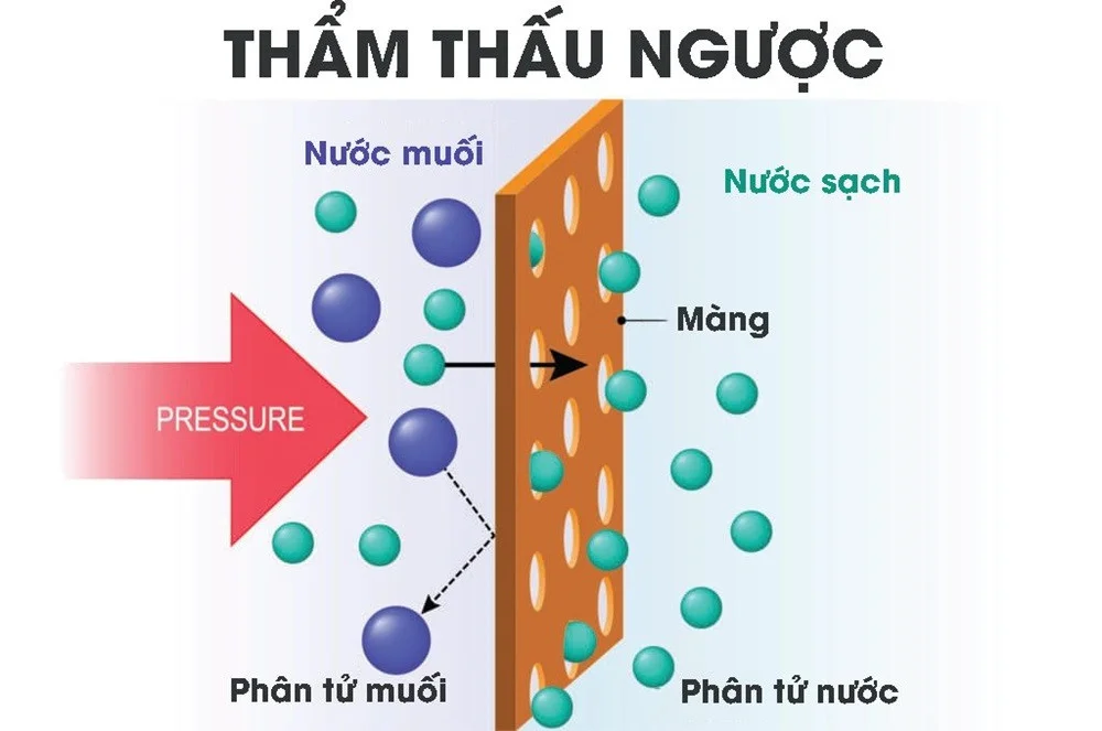 tham-thau-nguoc-la-gi